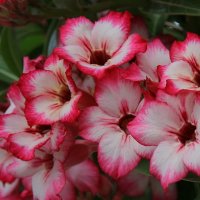 Adenium