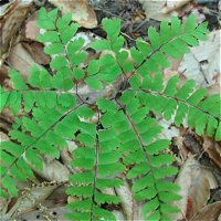 Adiantum