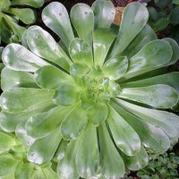 Aeonium