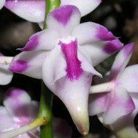 Aerides