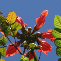 African Tulip Tree