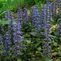 Ajuga