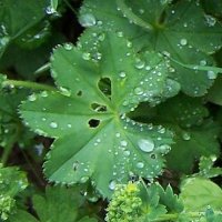 Alchemilla