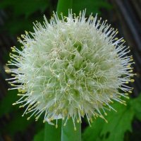 Allium