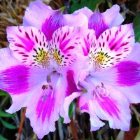 Alstroemeria