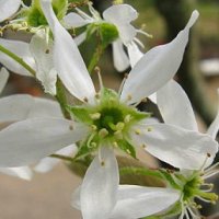 Amelanchier