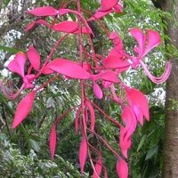 Amherstia nobilis