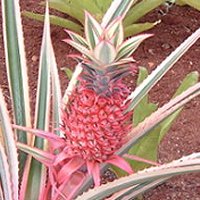 Ananas bracteatus