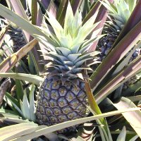 Ananas comosus