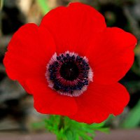 Anemone