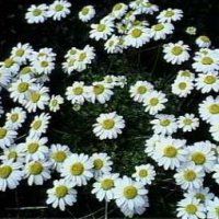 Anthemis