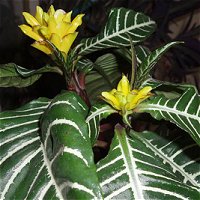 Aphelandra squarrosa