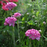 Armeria