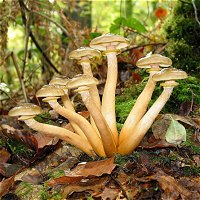 Armillaria mellea