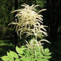 Aruncus