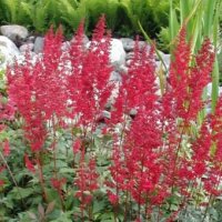 Astilbe