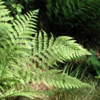 Athyrium