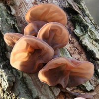 Auricularia auricula-judae