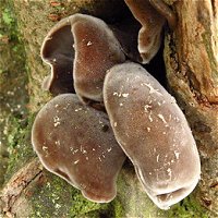 Auricularia polytricha