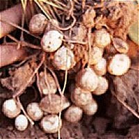 Bambara Groundnut