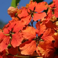 Bauhinia kockiana