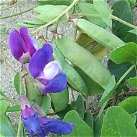 Beach Pea