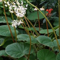 Begonia acida