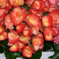 Begonia