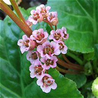 Bergenia