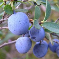 Bilberries