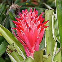 Billbergia pyramidalis