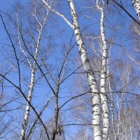 Birch