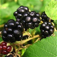 Blackberries