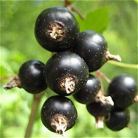 Blackcurrants