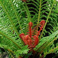 Groundcover Plants