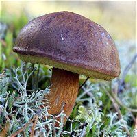 Boletus badius