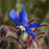 Borage