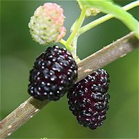 Boysenberries