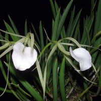 Brassavola