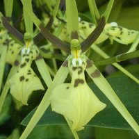 Brassia