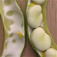 Broad Bean