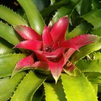 Bromeliads