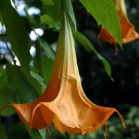 Brugmansia