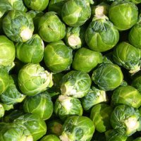 Brussels Sprout