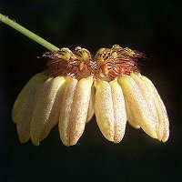 Bulbophyllum