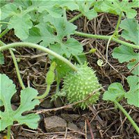 Burr Gherkin