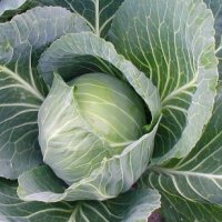 Cabbage