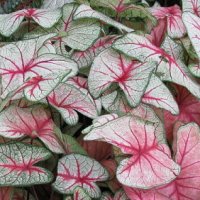 Caladium