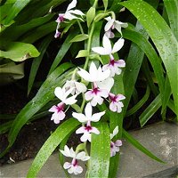 Calanthe