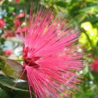 Calliandra